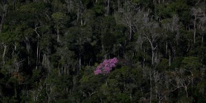 Des millions d’hectares de forêt amazonienne ouverts à l’exploitation minière