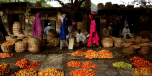 Grâce à la tomate, la ville nigériane de Kano se voit déjà en « Dubaï du Sahel »