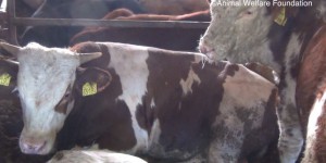 Images inédites du calvaire de bovins exportés depuis l’Europe en Méditerranée