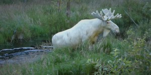 Images rares d’un élan entièrement blanc, filmé en Suède