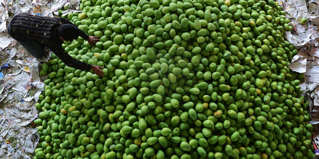 L’Inde teste un procédé chimique pour produire des mangues parfaites