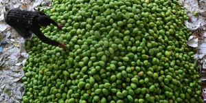 L’Inde teste un procédé chimique pour produire des mangues parfaites