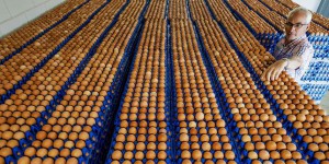Des lots d’œufs contaminés au fipronil ont été livrés en France en juillet