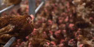 Six nouveaux établissements français concernés par les œufs au fipronil