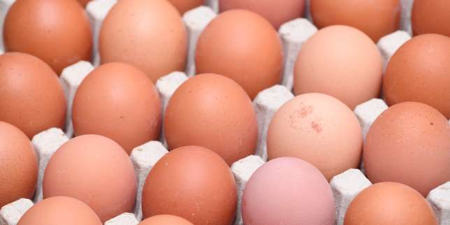 Œufs contaminés : un deuxième insecticide interdit détecté dans des élevages de poules en France