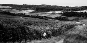 Roumanie, la terre promise des agriculteurs européens