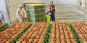 Le scandale alimentaire des œufs contaminés s’étend jusqu’en Asie