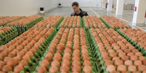 Scandale des œuf contaminés : « Il faut reprendre la main sur le ministère de l’agriculture »