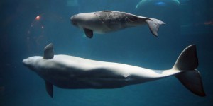 Des scientifiques inquiets de la chasse à outrance de bélougas et des orques en Russie