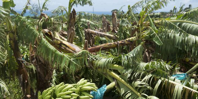 Les bananiers de Guadeloupe et de Martinique mis à terre par l’ouragan Maria