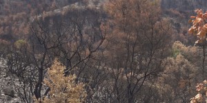 Les incendies sont-ils si graves pour les forêts ?