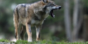 Non, les loups « hybrides » ne sont pas nombreux en France