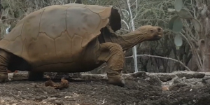 Des tortues géantes disparues depuis 150 ans vont être reproduites en captivité