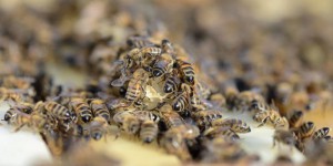 « Les abeilles sont menacées d’extinction en Europe »