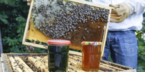 Année catastrophique pour la production de miel en France
