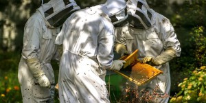 Les apiculteurs dénoncent l’autorisation d’un nouveau néonicotinoïde en France