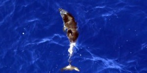 Une enquête ouverte dans le Var après la découverte de plusieurs dauphins échoués
