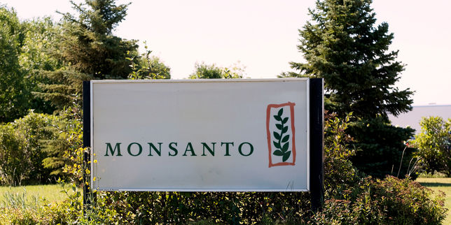 Glyphosate : Monsanto tente une dernière manœuvre pour sauver le Roundup