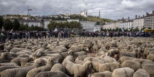 A Lyon, des milliers de brebis dans les rues contre le futur plan loup