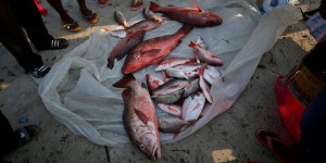 « Le poisson que vous mangez a peut-être couvert la traite d’êtres humains ou le trafic de drogues »