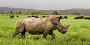 Les rhinocéros se portent aussi au poignet