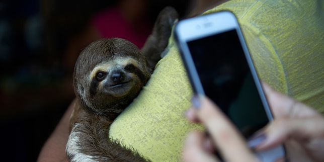 Comment des selfies menacent les animaux sauvages