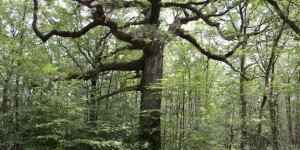« Nous voulons que les arbres remarquables soient reconnus comme un patrimoine »
