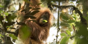 Découverte d’une nouvelle espèce de grand singe en Indonésie