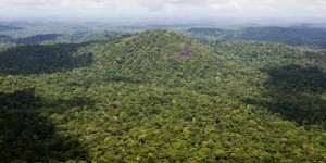 Les forêts, poumons de la lutte mondiale contre le réchauffement climatique