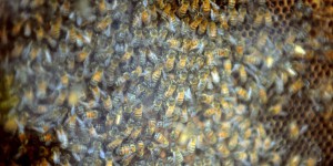 La justice suspend l’autorisation de nouveaux pesticides « tueurs d’abeilles »