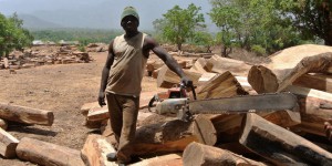 « Kosso Connection » : comment les Chinois vident les savanes africaines de leurs bois précieux