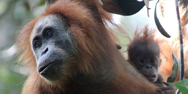 Une nouvelle espèce d’orang-outan découverte en Indonésie