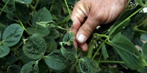 Pesticides : une leçon italienne