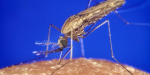 Les progrès contre le paludisme sont menacés