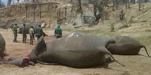 Le soutien de la chasse aux éléphants par l’administration Trump soulève l’indignation