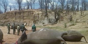 Washington, sous le feu des critiques, autorise de nouveau l’importation de trophées d’éléphant