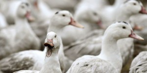 Les 12 000 canards touchés par la grippe aviaire dans le Lot-et-Garonne ne seront pas abattus
