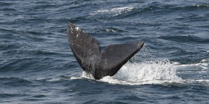 Les baleines noires et les bélugas vont bénéficier d’une protection accrue au Canada