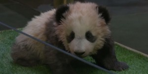 Le bébé panda du zoo de Beauval baptisé par Brigitte Macron