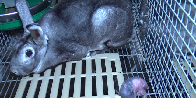 L214 : de nouvelles images montrent la maltraitance de lapins dans certains élevages français