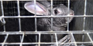 L’association L214 dévoile les coulisses de la fourrure de luxe de lapin