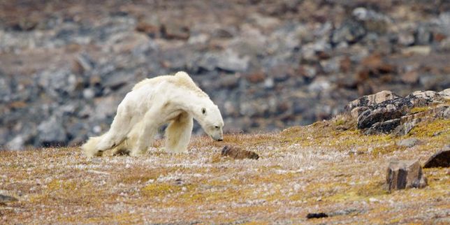 L’ours polaire famélique est-il vraiment victime du réchauffement climatique ?