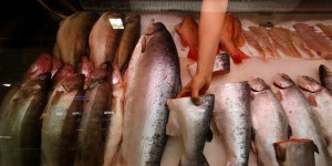 Matières premières : le cours du saumon à contre-courant