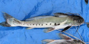 Amazonie : ces poissons nécrophages qui permettent de retrouver et d’identifier des corps