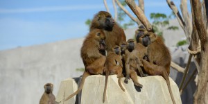 Des babouins s’échappent de leur enclos, le zoo de Vincennes évacué