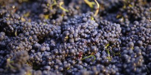 Dans le Bordelais, le traitement chimique des vignes suscite la polémique
