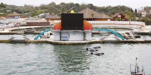 Le Conseil d’Etat annule l’interdiction de la reproduction des dauphins en captivité