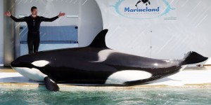 Le Conseil d’Etat pourrait annuler l’arrêté interdisant la reproduction des dauphins et des orques en captivité