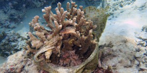 Les coraux, malades du plastique