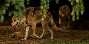 Le loup sauvage revenu en Flandre après plus d’un siècle